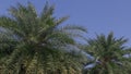 Date palm trees plantation with clear sky.