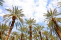 Date palm trees plantation. Royalty Free Stock Photo