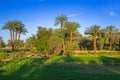 Date palm trees plantation Royalty Free Stock Photo