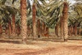 Date palm trees plantation Royalty Free Stock Photo