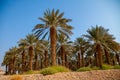 Date palm trees plantation Royalty Free Stock Photo