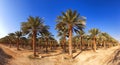 Date palm trees plantation landscape Royalty Free Stock Photo