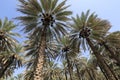 Date palm trees Royalty Free Stock Photo