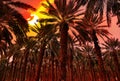 Date palm trees plantation at sunset Royalty Free Stock Photo