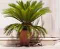 Date palm in a tub near a church in Dubrovnik.The cat is hiding behind a tub. Royalty Free Stock Photo