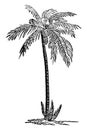 Date Palm vintage illustration Royalty Free Stock Photo