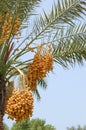 Date palm yield (Phoenix dactylifera)