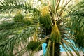 Date palm with young fruits on the background of the blue pool Royalty Free Stock Photo