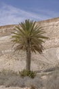 Date Palm in the Zin Stream in the Negev