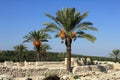 Date palms amid the ruins of Megiddo.