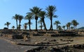 Date palms amid the ruins of Megiddo.