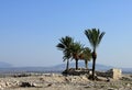 Date palms amid the ruins of Megiddo