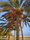 Date palms in As Seeb beach, Muscat, Oman