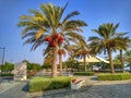Date palms in As Seeb beach walking park, Muscat, Oman