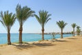 Date palms on beach. Row of date palms grow on sea shore. Tropical resort in Egypt Royalty Free Stock Photo