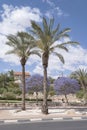 Date Palms and Blooming Jacaranda Trees