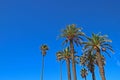 Date palms on blue sky Royalty Free Stock Photo