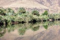 Date palms and bushes with reflections in the Draa river. Royalty Free Stock Photo
