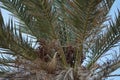 Date palms with dates in October. Phoenix dactylifera, the date palm or date palm, is a species of flowering plant. Dahab, Egypt Royalty Free Stock Photo