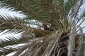 Date palms with dates in October. Phoenix dactylifera, the date palm or date palm, is a species of flowering plant. Dahab, Egypt Royalty Free Stock Photo