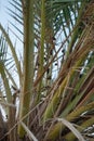 Date palms with dates in October. Phoenix dactylifera, the date palm or date palm, is a species of flowering plant. Dahab, Egypt Royalty Free Stock Photo