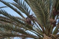 Date palms with dates in October. Phoenix dactylifera, the date palm or date palm, is a species of flowering plant. Dahab, Egypt Royalty Free Stock Photo