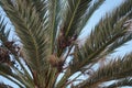 Date palms with dates in October. Phoenix dactylifera, the date palm or date palm, is a species of flowering plant. Dahab, Egypt Royalty Free Stock Photo