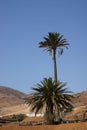 Date palms