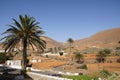 Date palms on the edge of the village