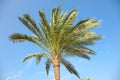 Date palms in Egypt Royalty Free Stock Photo