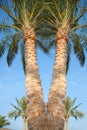 Date palms in Egypt Royalty Free Stock Photo