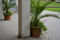 Date palms in a flowerpot on the promenade by the pillar of the building. arcade with tropical plants at the restaurant on the squ