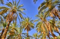 Date Palms in jungles, Tamerza oasis, Sahara Desert, Tunisia, Af Royalty Free Stock Photo