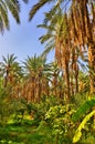 Date Palms in jungles, Tamerza oasis, Sahara Desert, Tunisia Royalty Free Stock Photo