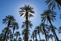 Date Palms Royalty Free Stock Photo