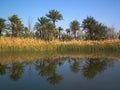 Date palms mirrored in water Royalty Free Stock Photo