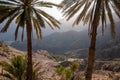 Date palms on the mountain of Wakan, Oman Royalty Free Stock Photo