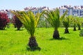 Date palms in the resort area sochi Royalty Free Stock Photo
