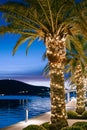 Date palms on the seashore in Montenegro decorated with garlands for Christmas, against the backdrop of the sunset blue Royalty Free Stock Photo