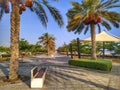 Date palms in As Seeb beach walking park, Muscat, Oman