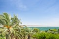 Date palms on the shore of Lake Kinneret