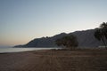 Date palms on the shores of the Red Sea in the Gulf of Aqaba. Phoenix dactylifera, date or date palm, is a flowering plant. Egypt Royalty Free Stock Photo