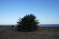 Date palms on the shores of the Red Sea in the Gulf of Aqaba. Phoenix dactylifera, date or date palm, is a flowering plant. Egypt Royalty Free Stock Photo