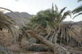 Date palms on the shores of the Red Sea in the Gulf of Aqaba. Phoenix dactylifera, date or date palm, is a flowering plant species Royalty Free Stock Photo