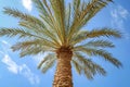 Date palm (Phoenix dactylifera) - Middle East