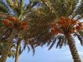 Date palms with yellow dates