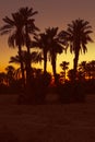 Date palmtrees with sunset Royalty Free Stock Photo