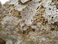 Date shell, Lithophaga lithophaga, in the rock near the sea in Rovinj Royalty Free Stock Photo