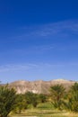 Date trees in Death Valley Nation Park, California Royalty Free Stock Photo