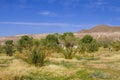 Date trees in Death Valley Nation Park, California Royalty Free Stock Photo